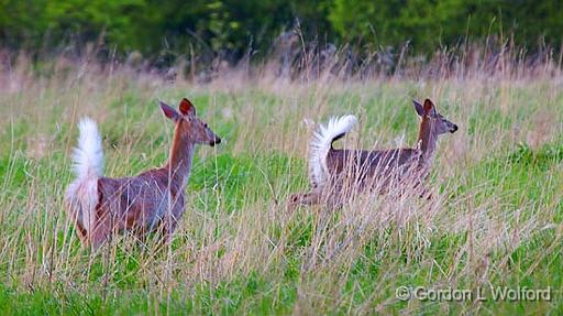Two Deer In A Field_25321.jpg - White-tailed Deer (Odocoileus virginianus) photographed near Smiths Falls, Ontario, Canada.